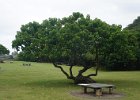 c Honolulu (16b)